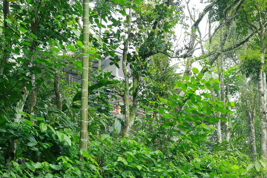 Mount Spring Valley Homestay 提喀迪 外观 照片